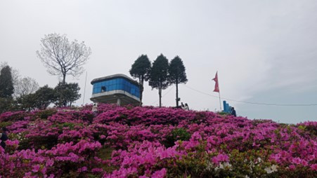 ढकमक्क एन्जेलिया