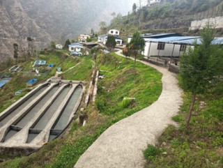 रेन्वो ट्राउट माछापालनका लागि रसुवा वैज्ञानिक केन्द्र बन्दै