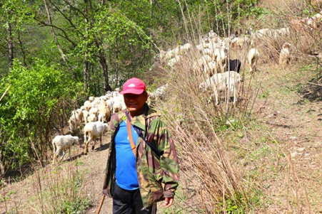 करिब रु. एक करोड लगानी गरेर भेंडाबाख्रा फार्म खोलेका छन्त्याल