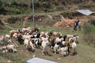 भैँसीपालन व्यवसाय छाडेर बाख्रापाल : वार्षिक लाखौँ आम्दानी लिन्छन् गौचन