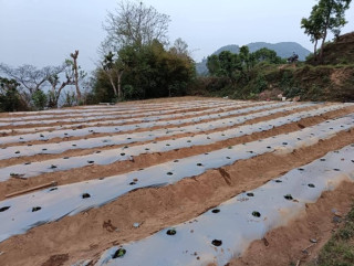 झाडी फाडेर व्यावसायिक अकबरे खुर्सानी खेती
