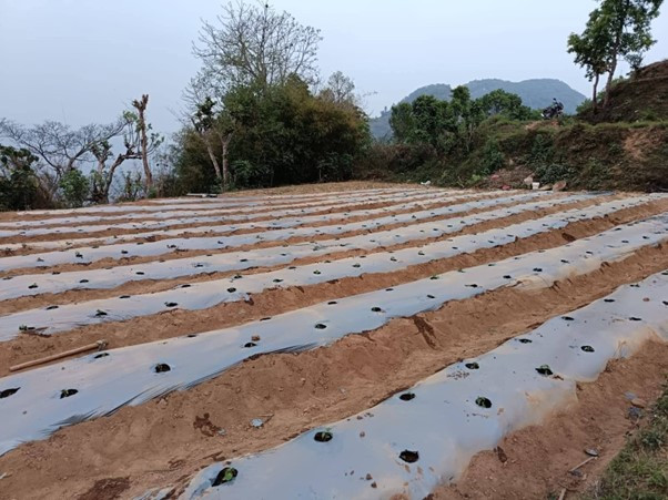 झाडी फाडेर व्यावसायिक अकबरे खुर्सानी खेती