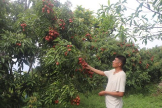 लिची बगैँचाबाट वार्षिक लाखौँ आम्दानी
