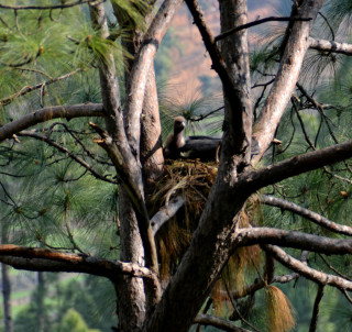 चार प्रजातिका दुर्लभ गिद्धको सफल प्रजनन