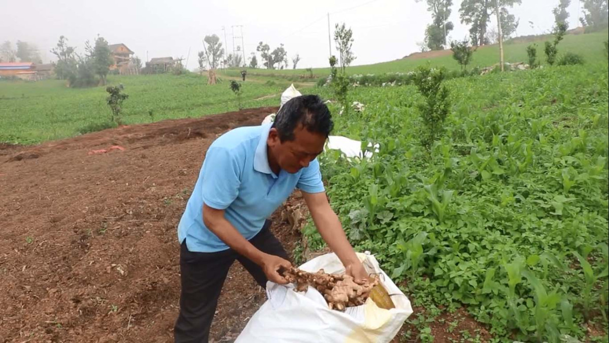 व्यावसायिक अदुवा खेती गर्दै खोक्सिकका किसान