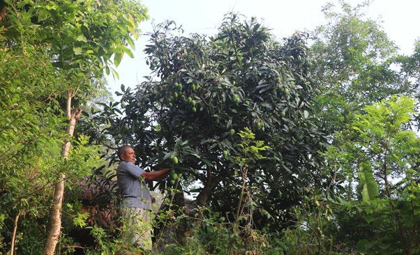विदेशबाट फर्केर फलफूल खेती विस्तार गर्दै अधिकारी