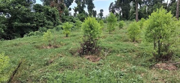 उत्पादनमुखी वृक्षरोपणले बदलिँदै कैलालीका सामुदायिक वन
