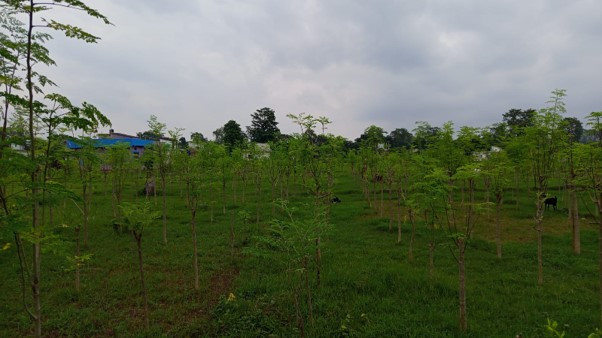 शीतल चिनीको व्यावसायिक उत्पादनमा लागेका भट्ट