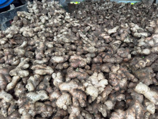 इलाममा अदुवाको आकर्षक मूल्य, खेती विस्तार गर्दै किसान