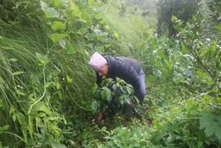 व्यावसायिक कफी खेतीमा रमाउँदै ‘देवीराम’