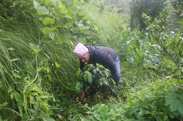व्यावसायिक कफी खेतीमा रमाउँदै ‘देवीराम’