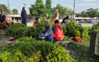 कोशीटप्पुको निगुरो काठमाडौँको कालीमाटी पुग्छ