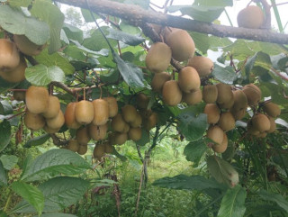 किवी खेतीमा रमाउँदै वडाध्यक्ष राई