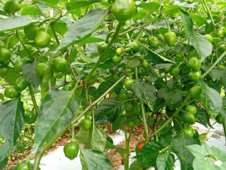 सार्कीको अकबरे खुर्सानी खेती