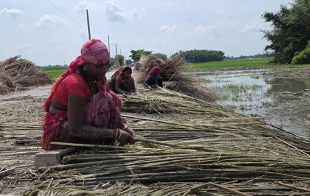 सुनसरीमा जुटखेतीतर्फ किसानको आकर्षण