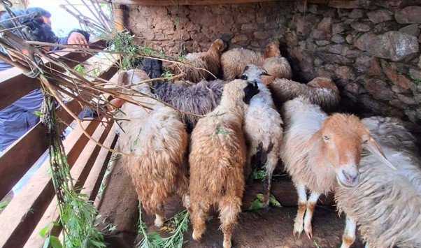 भेंडापालनका लागि स्थानीयलाई अनुदान